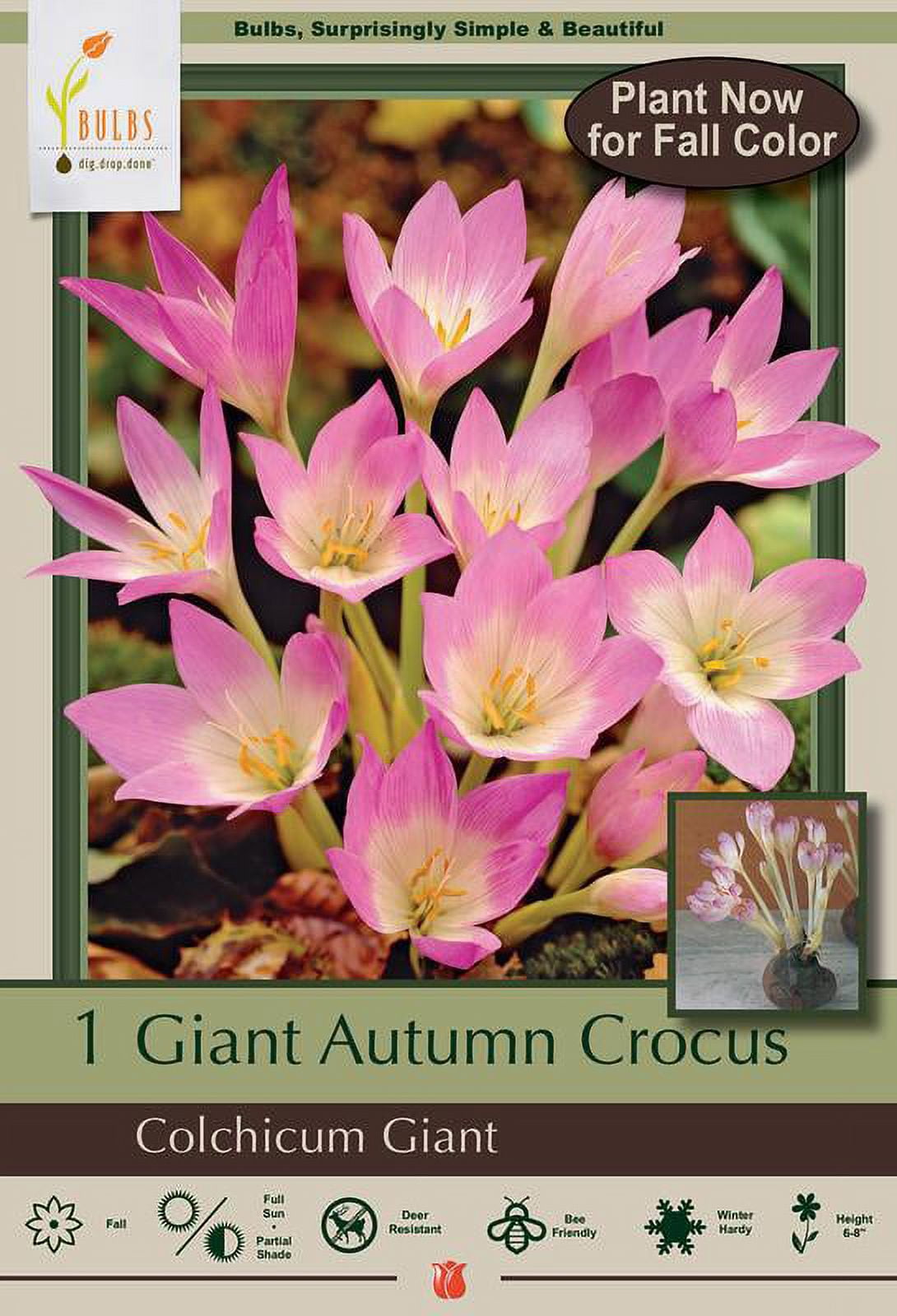Giant Colchicum Fall Crocus - 1 Bulb - 20/+ cm - Walmart.com