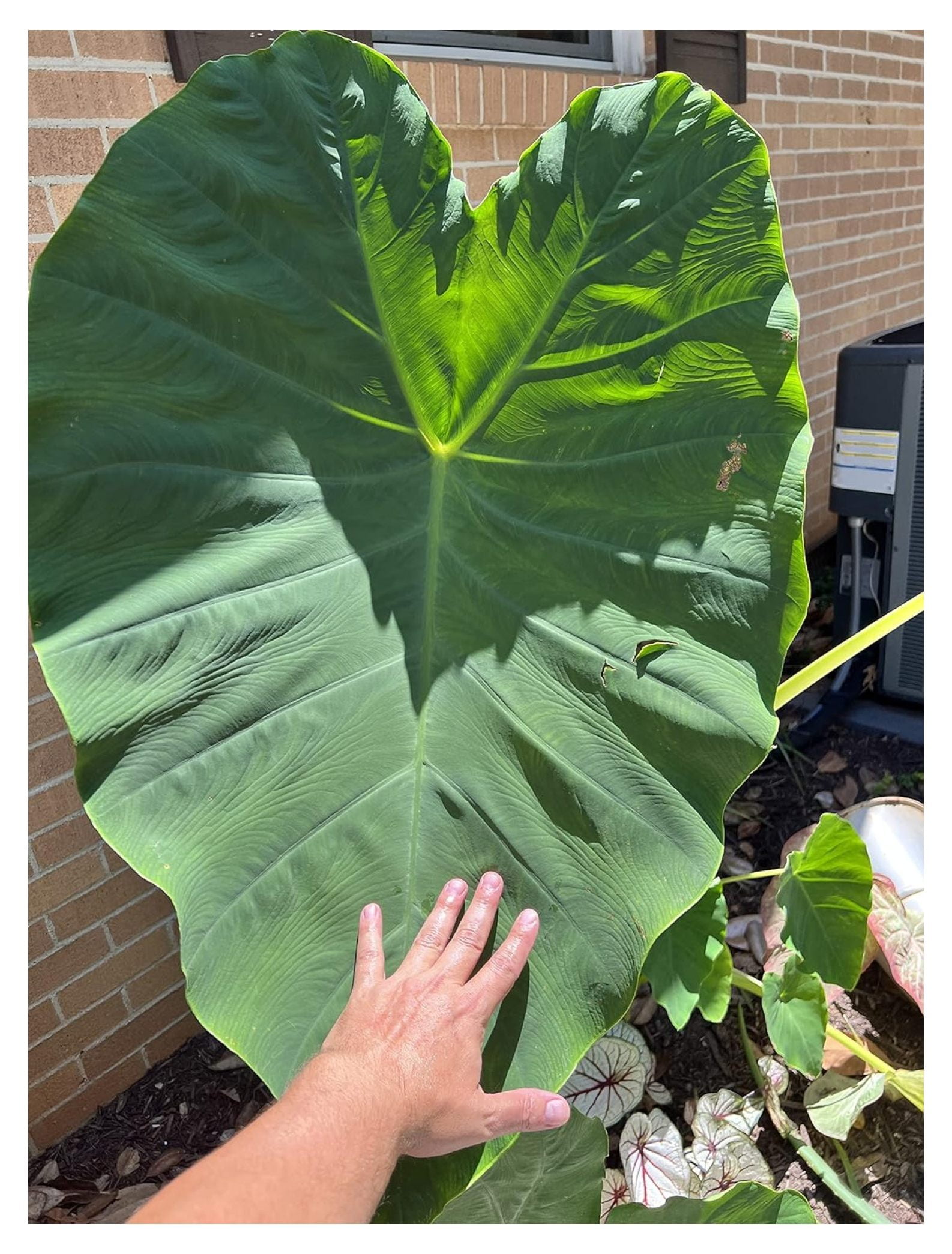 Giant Colocasia Mini Elephant Ear Bulb Easy to Grow Tropical Plant Colocasia Alocasia