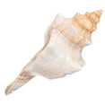 thumbnail image 1 of Giant Conch Shell Striped Decorative Vase Filler for and Photo Prop Multi, 1 of 7
