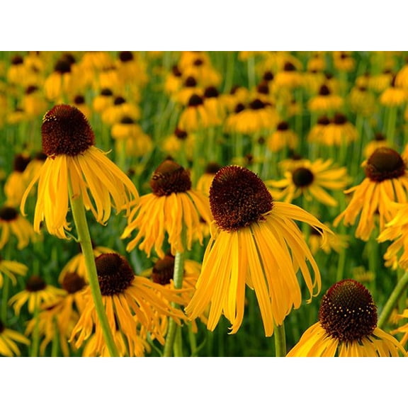 Giant Coneflower (Rudbeckia Maxima) Live Plants (3.25" Pots), Perennial Flower, Full-Part Sun