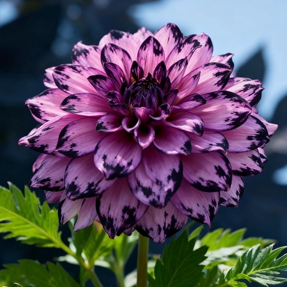 Giant Dahlia For Planting Ideal for Gardening Deer Resistant Variegated Foliage Plants for Borders & Containers-Plant Hangers