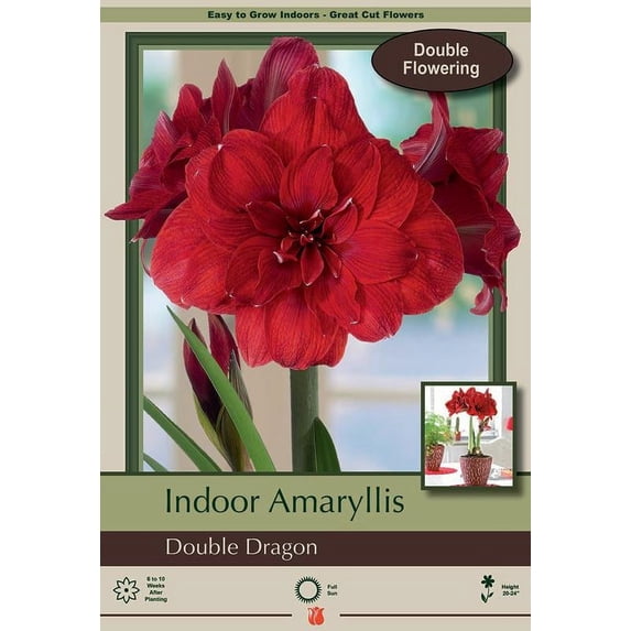 Giant Dutch Double Amaryllis Double Dragon - 34/36 cm Bulb