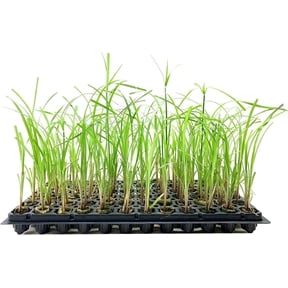 Giant Egyptian Papyrus 10 Live Plants Cyperus Large Shade & Wet Tolerant Aquatic Foliage