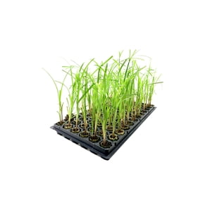 Giant Egyptian Papyrus 10 Live Plants Cyperus Large Shade & Wet Tolerant Aquatic Foliage