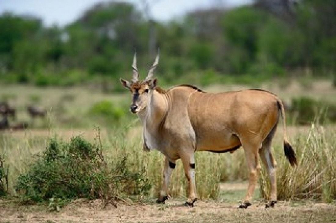 Giant Eland wildlife Serengeti National Park Tanzania Canvas Art - Adam Jones DanitaDelimont (24 x 15)