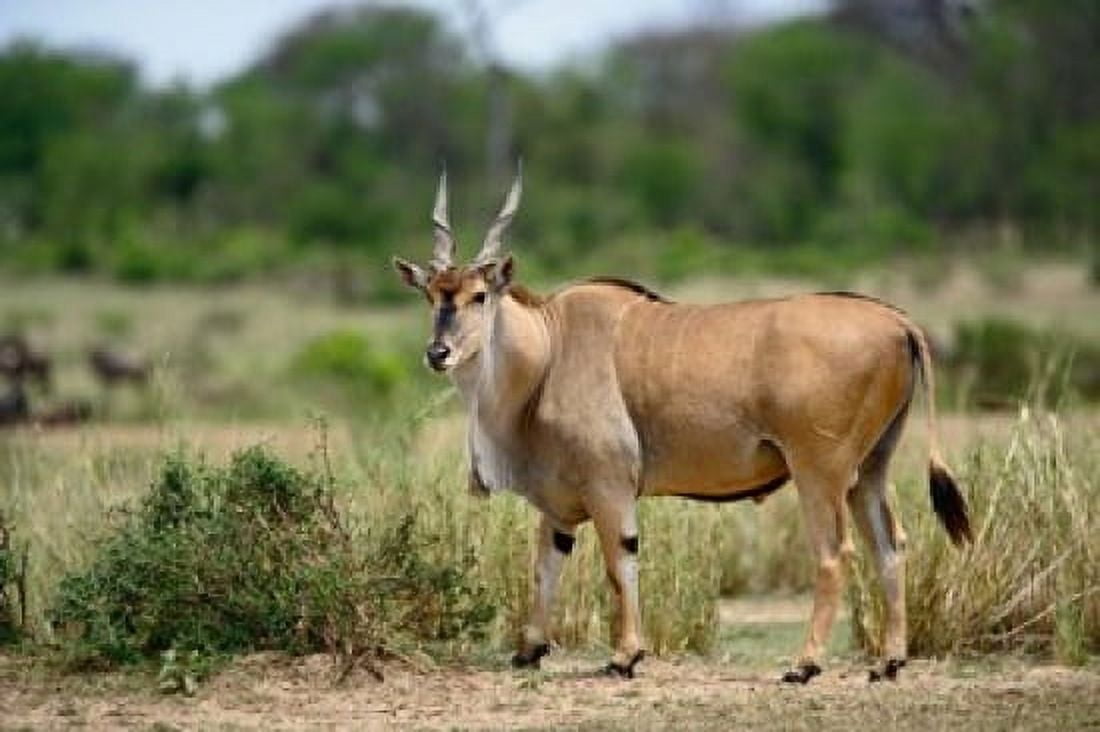 Giant Eland wildlife Serengeti National Park Tanzania Canvas Art - Adam Jones DanitaDelimont (35 x 23)