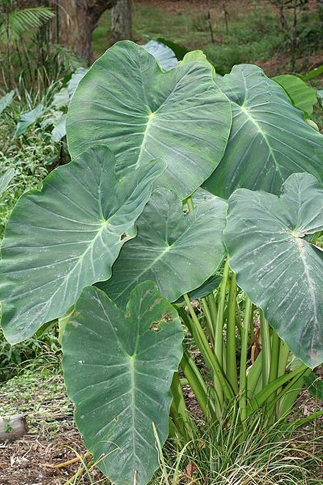 Giant Elephant Ear Bulbs Colocasia Esculenta, Colocasia Esculenta