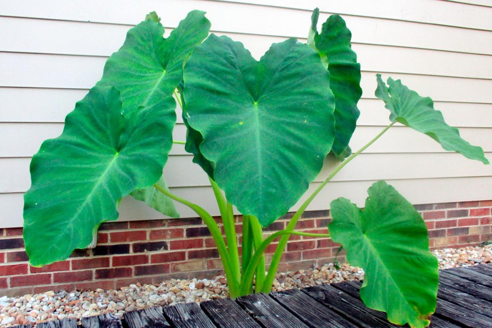 colocasia esculenta elephant ear taro gabi kalo eddo bulbs