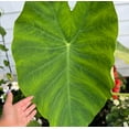 Giant Elephant Ear Colocasia Bulb