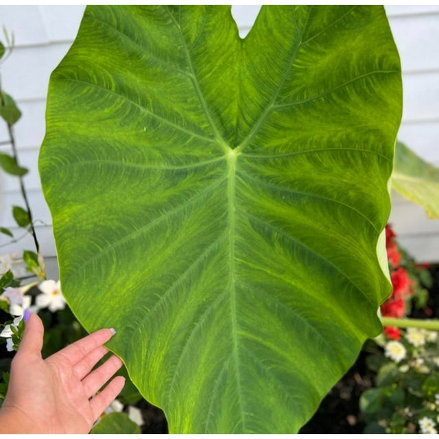 Giant Elephant Ear Colocasia Bulb
