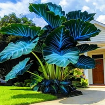 Elephant ears Bulbs-Low Maintenance-Easy Grow-Ideal for Balconies ...