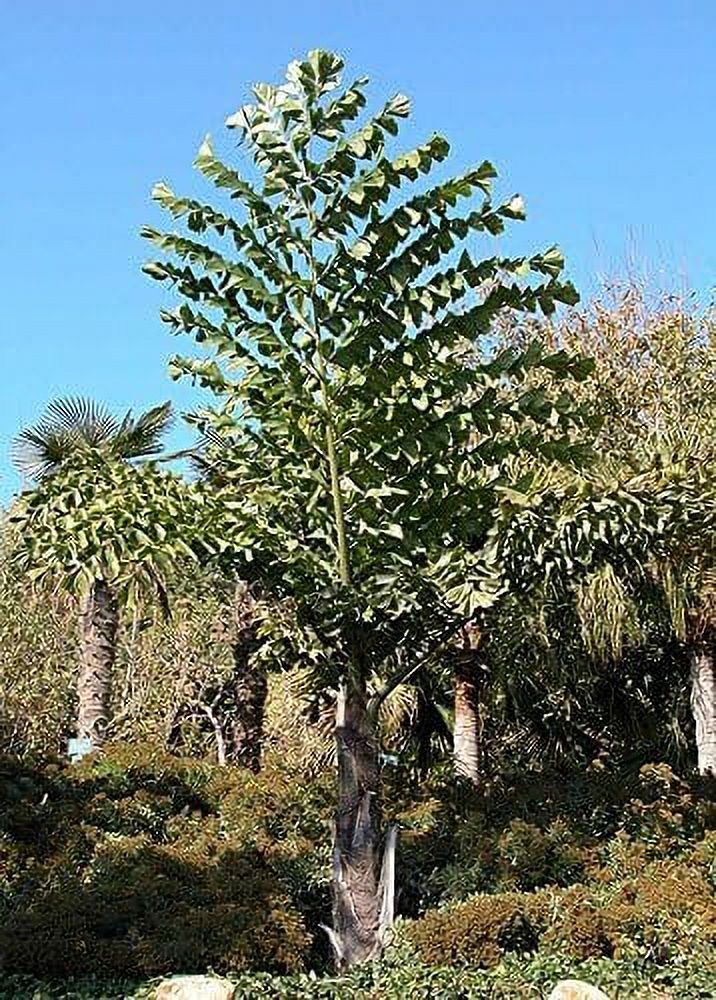 Giant Fishtail Palm - Live Plant in an 10 Inch Growers Pot - Caryota Obtusa - Extremely Rare Ornamental Palms from Florida - image 1 of 4
