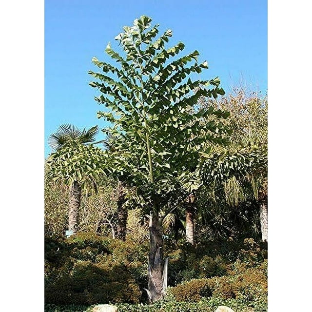 Giant Fishtail Palm - Live Plant in an 10 Inch Growers Pot - Caryota Obtusa - Extremely Rare Ornamental Palms from Florida