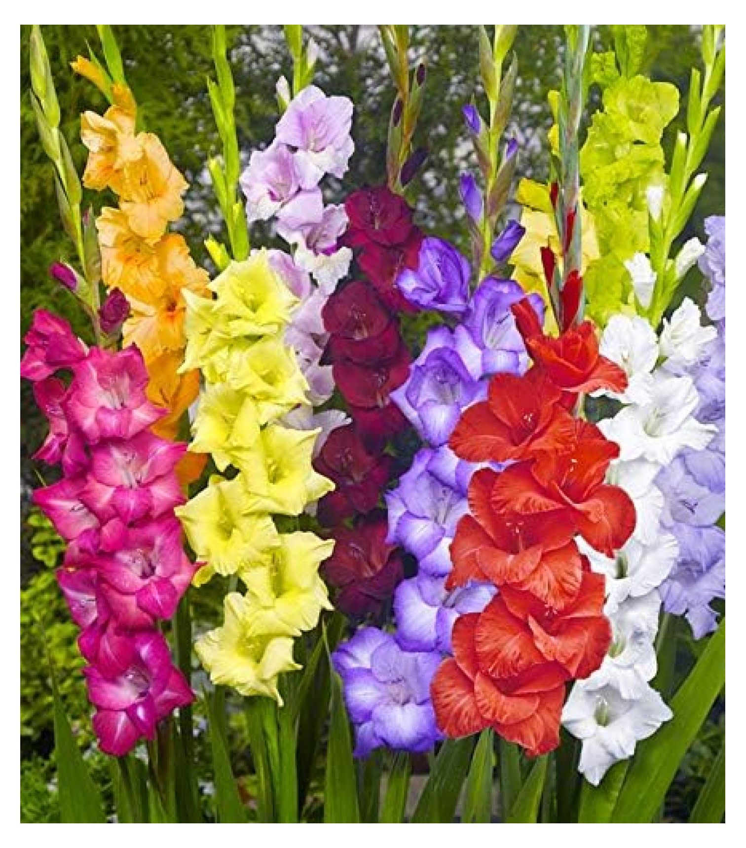 Giant Flowering Mixed Colors Gladiolus Bulbs, Plants, Flowers