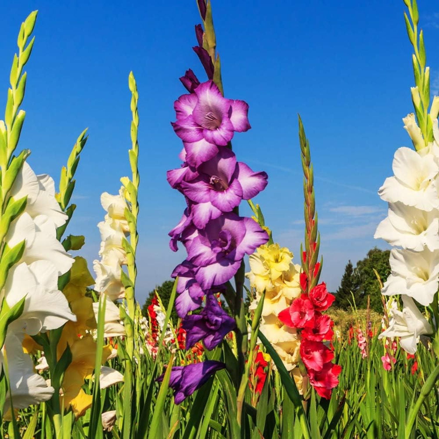 Giant Gladiolus Mixed Flower Bulbs Beautiful Shades of , Purple, Red