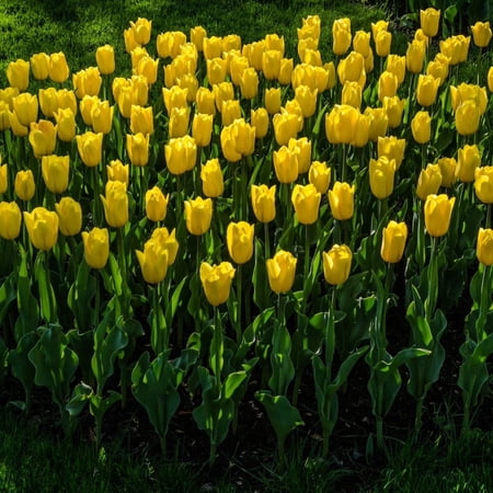 Giant Golden Yellow Tulip Flowers, 6 Bulbs- Attracts Bees & Butterflies - Spring Blooming, Easy to Grow & Maintain