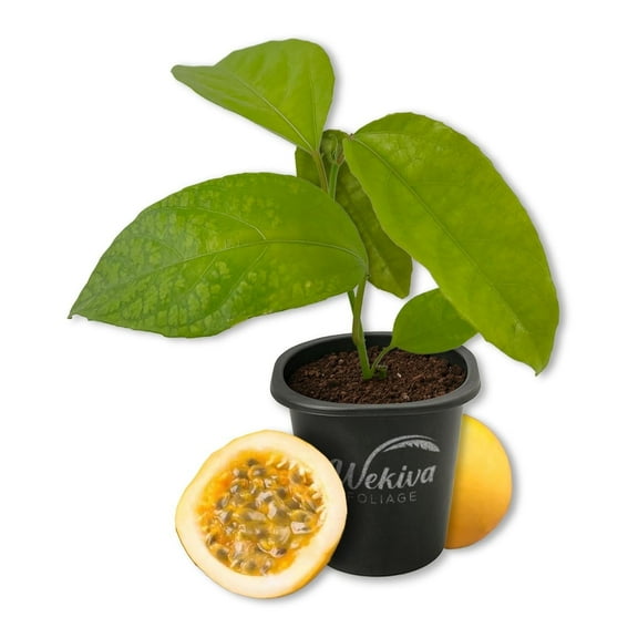 Giant Granadilla Passion Fruit Plant - 1 Live Starter Plant - Passiflora Quadrangularis - Edible Fruit Bearing Vine for The Patio and Garden