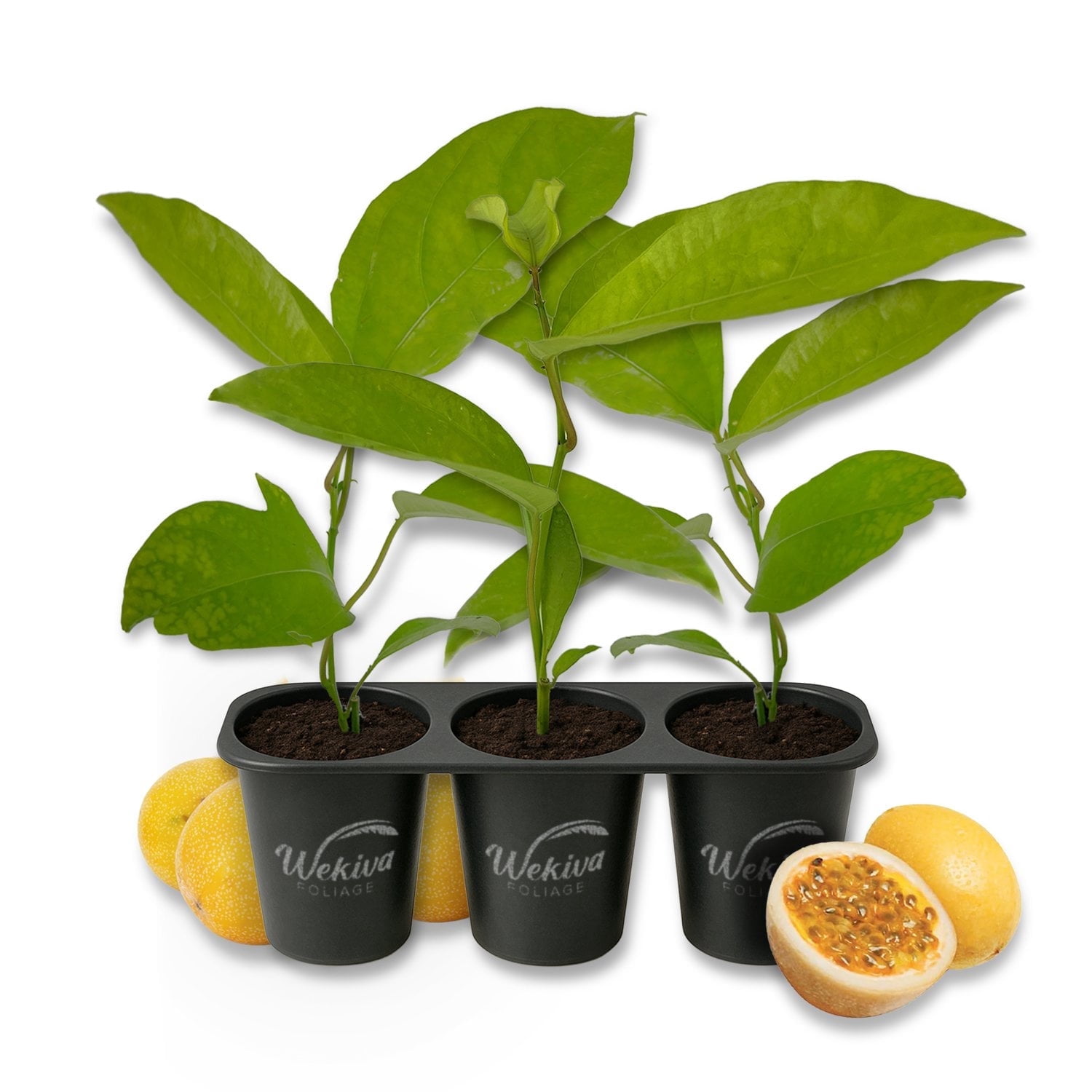 loquats plant Buy Loquat Fruit Trees Online