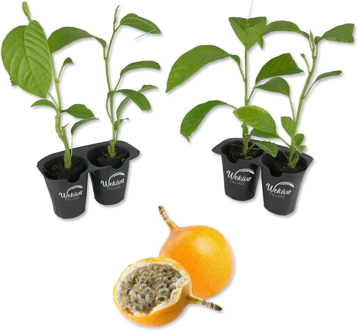 Giant Granadilla Passion Fruit Plant 4 Live Starter Plants Edible