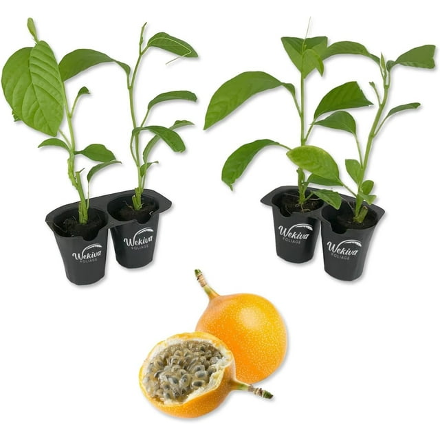 Giant Granadilla Passion Fruit Plant 4 Live Starter Plants Edible