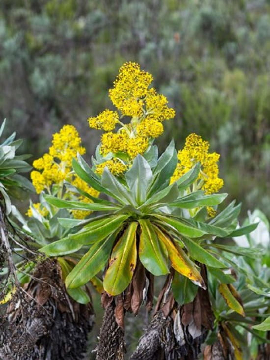 Giant Groundsel in the Mount Kenya National Park Kenya Canvas Art - Martin Zwick DanitaDelimont (37 x 49)