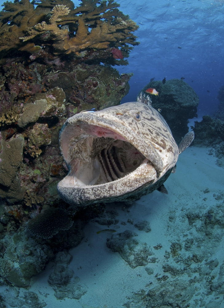 Giant Grouper Great Barrier Reef Queensland Australia Canvas Art - Mathieu MeurStocktrek Images (12 x 17)