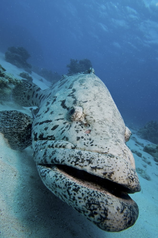 Giant Grouper Great Barrier Reef Queensland Australia Canvas Art - Mathieu MeurStocktrek Images (12 x 18)