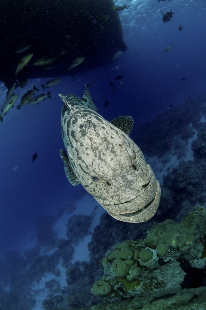 Giant Grouper Great Barrier Reef Queensland Australia Canvas Art - Mathieu MeurStocktrek Images (12 x 18)