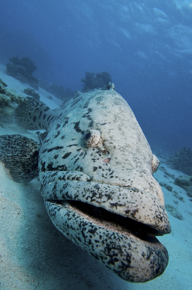 Giant Grouper Great Barrier Reef Queensland Australia Canvas Art - Mathieu MeurStocktrek Images (23 x 35)