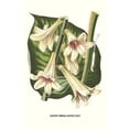 thumbnail image 1 of Giant Himalayan Lily-Fine Art Canvas Print (20" x 30"), 1 of 1