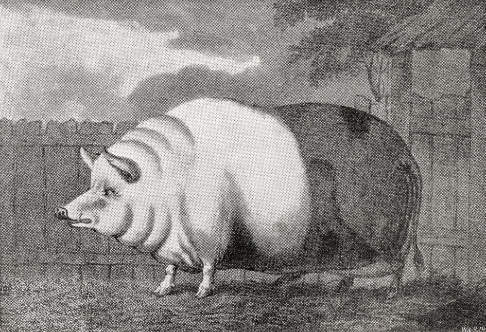 A Giant Hog Belonging To Mr Charles Butler In 1797 It Measured 8FtIn Length 3Ft 7 Ins High And Weighed 811 Lbs From The Strand Magazine Published 1897 Canvas Art - Ken Welsh Design Pics (18 x 12)