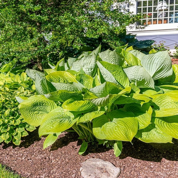 Giant Hosta Perennial Plant - 3 Bare Roots - Extra Large Blue-Green and Yellow-Green Leaves - Perfect for Landscaping, Shade Garden - Easy to Grow!