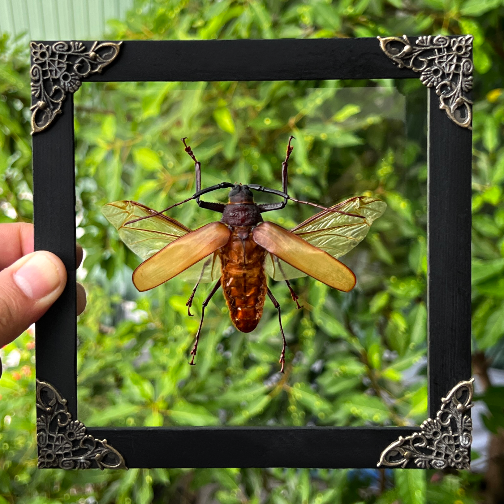 Giant Insect Floating Shadow Box Display Glass Acrylic Curiosity ...