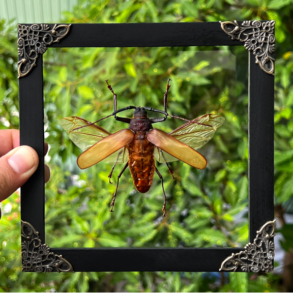 Giant Insect Floating Shadow Box Display Glass Acrylic Curiosity Cabinet Gothic Nature Tabletop Or Wall Hanging Decor Real Frame Home Gallery K16-64-KINH