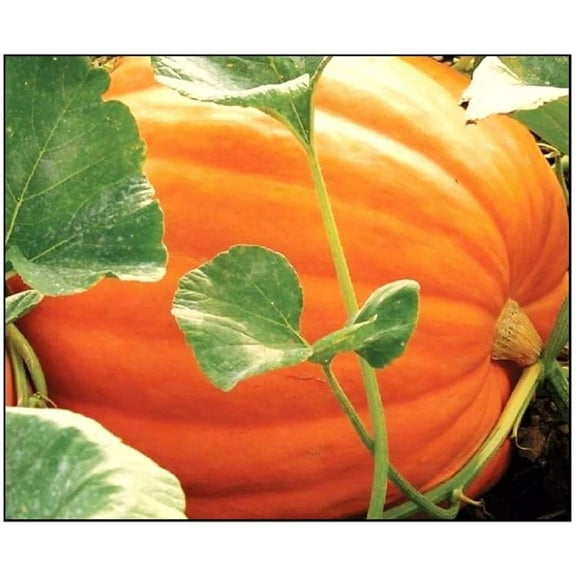 Giant Jack-O-Lantern Pumpkin Seeds to Grow | 25 Seeds | Big Max Pumpkins, Prized to Make Giant Jack O Lanterns