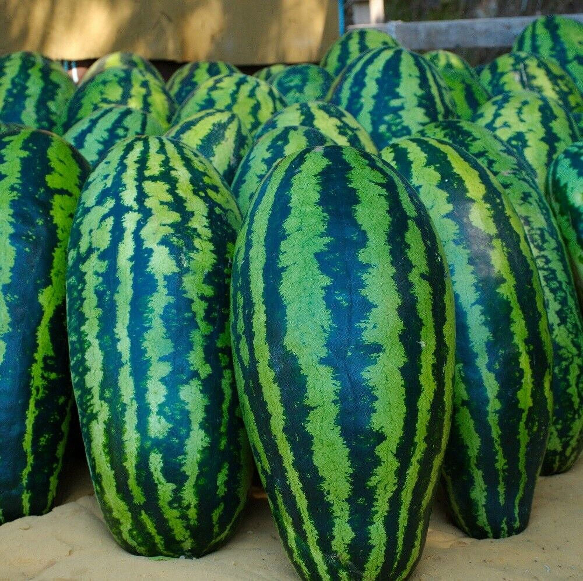 Giant Jubilee Watermelon Seeds | Heirloom & Non-GMO | Fresh Fruit ...