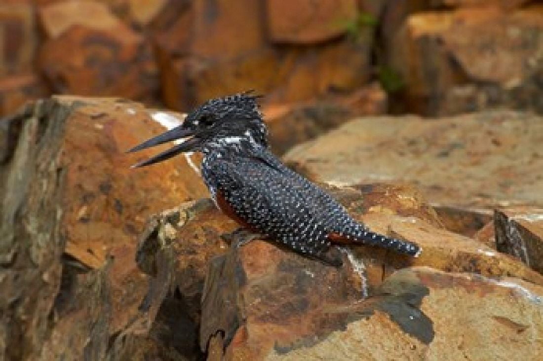 Giant Kingfisher Megaceryle maxima Kruger NP South Africa Canvas Art - David Wall DanitaDelimont (35 x 24)
