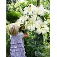 thumbnail image 1 of Giant Lily "Pretty Woman" Bulbs for Planting (3 Bulbs), 1 of 4