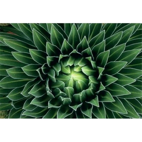 Giant Lobelia Flower Mount Kenya Npk Kenya Poster Print by Kevin Schafer, 36 x 24