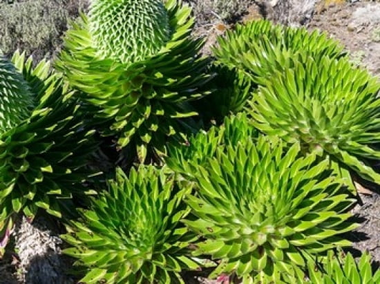 Giant Lobelia Lobelia deckenii in Mount Kenya NP Kenya Africa Canvas Art - Martin Zwick DanitaDelimont (24 x 18)