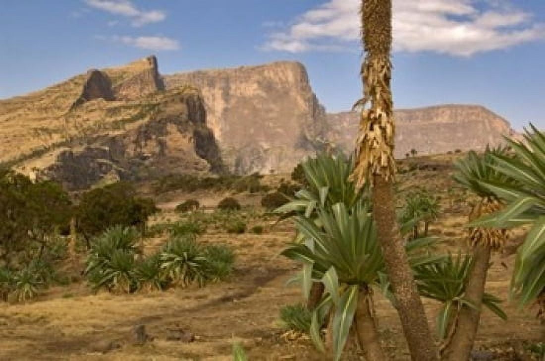 Giant Lobelia Simen National Park Northern Ethiopia Canvas Art - Janis Miglavs DanitaDelimont (24 x 15)