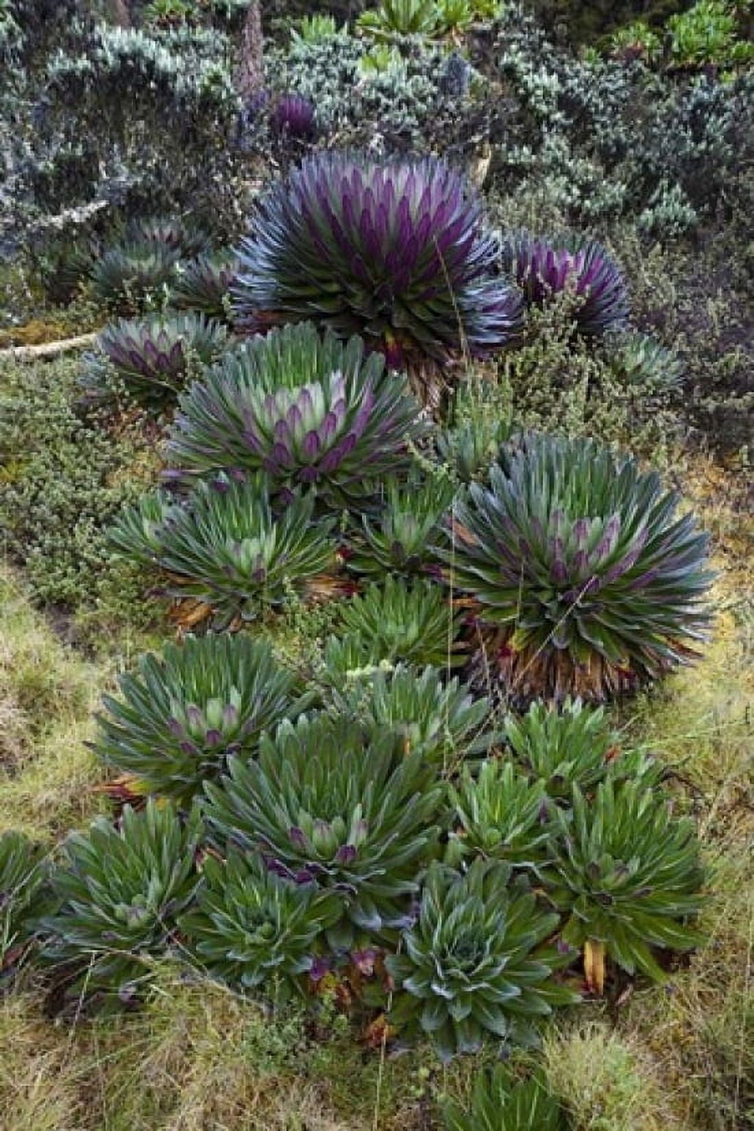 Giant Lobelia flora Uganda Canvas Art - Martin Zwick DanitaDelimont (18 x 24)