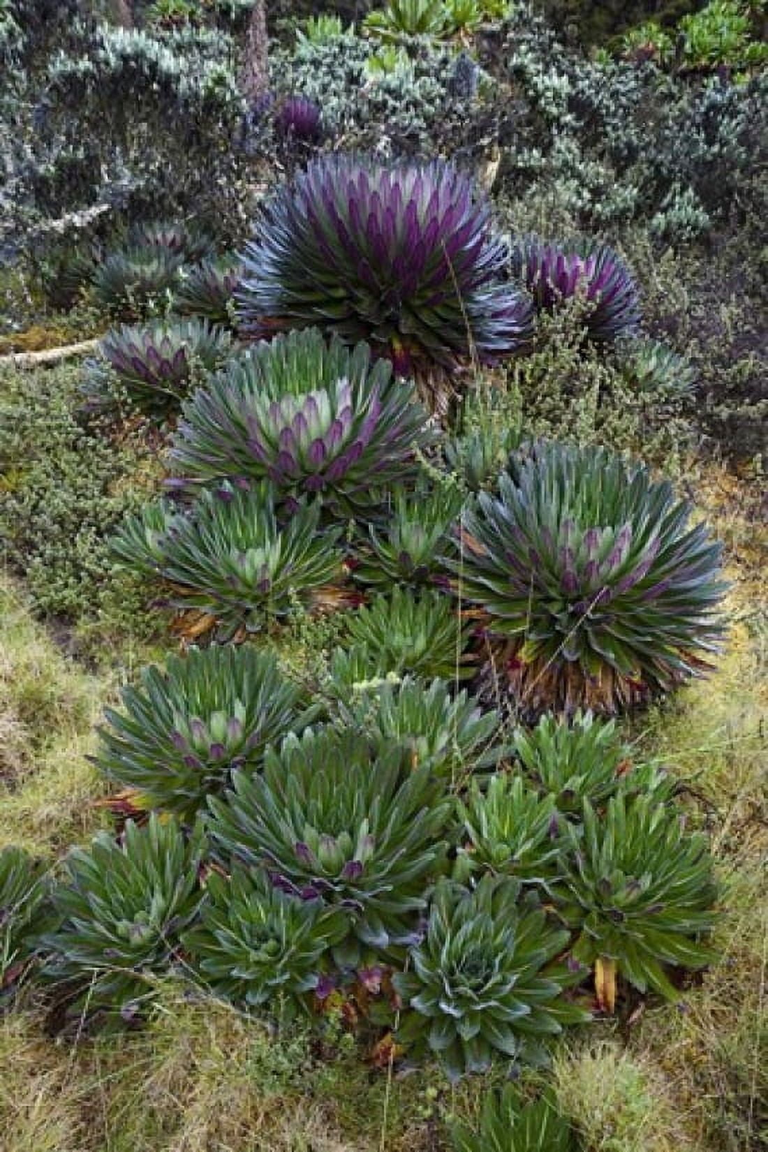Giant Lobelia flora Uganda Canvas Art - Martin Zwick DanitaDelimont (25 x 38)