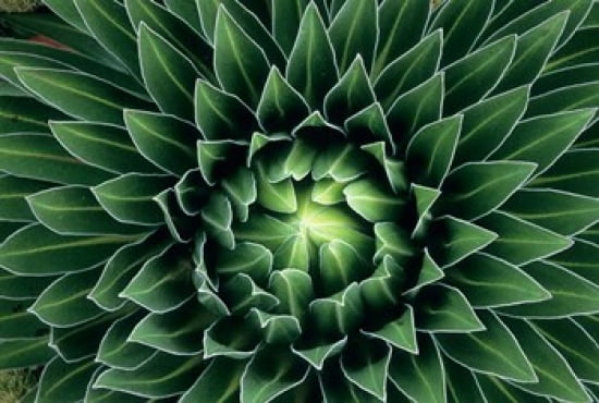 Giant Lobelia flower Mount Kenya NPk Kenya Canvas Art - Kevin Schafer DanitaDelimont (36 x 24)