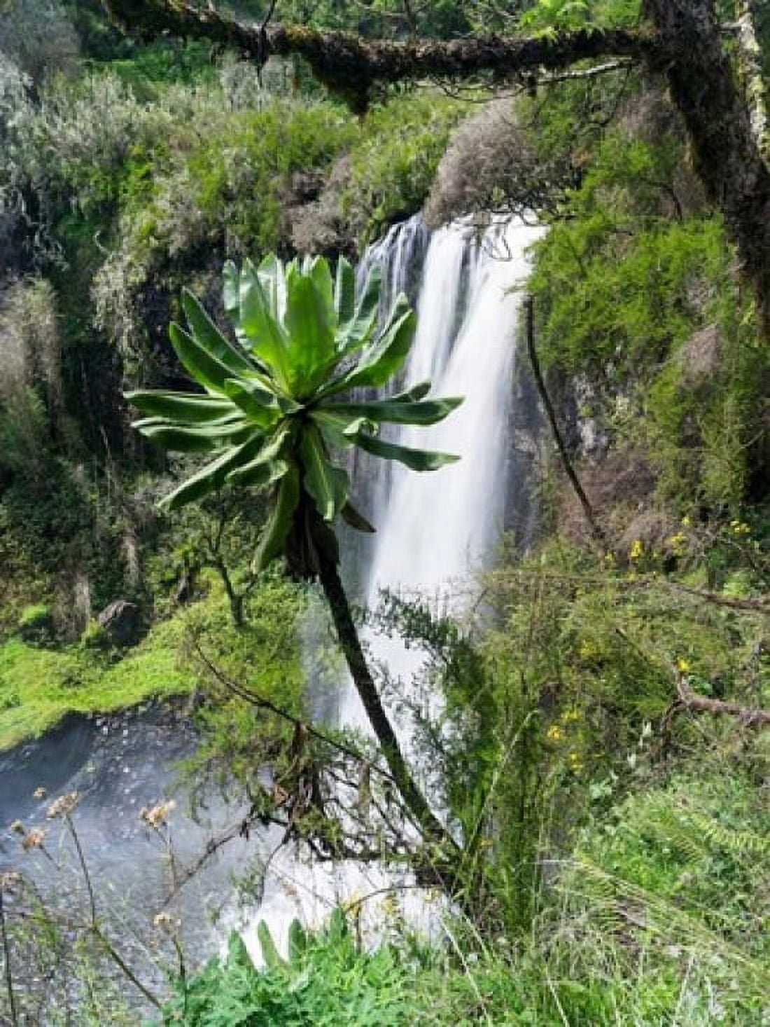 Giant Lobelia in Aberdare National Park Kenya Canvas Art - Martin Zwick DanitaDelimont (19 x 25)