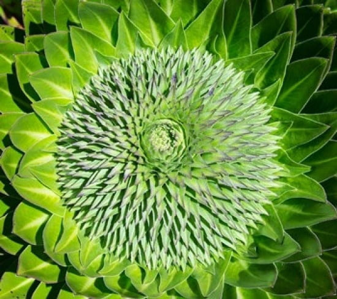 Giant Lobelia inflorescence Mount Kenya NP Kenya Africa Canvas Art - Martin Zwick DanitaDelimont (20 x 18)