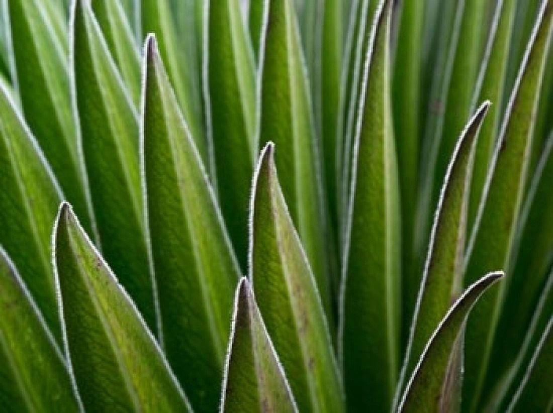 Giant Lobelia rosette of leaves Kenya Canvas Art - Martin Zwick DanitaDelimont (24 x 18)
