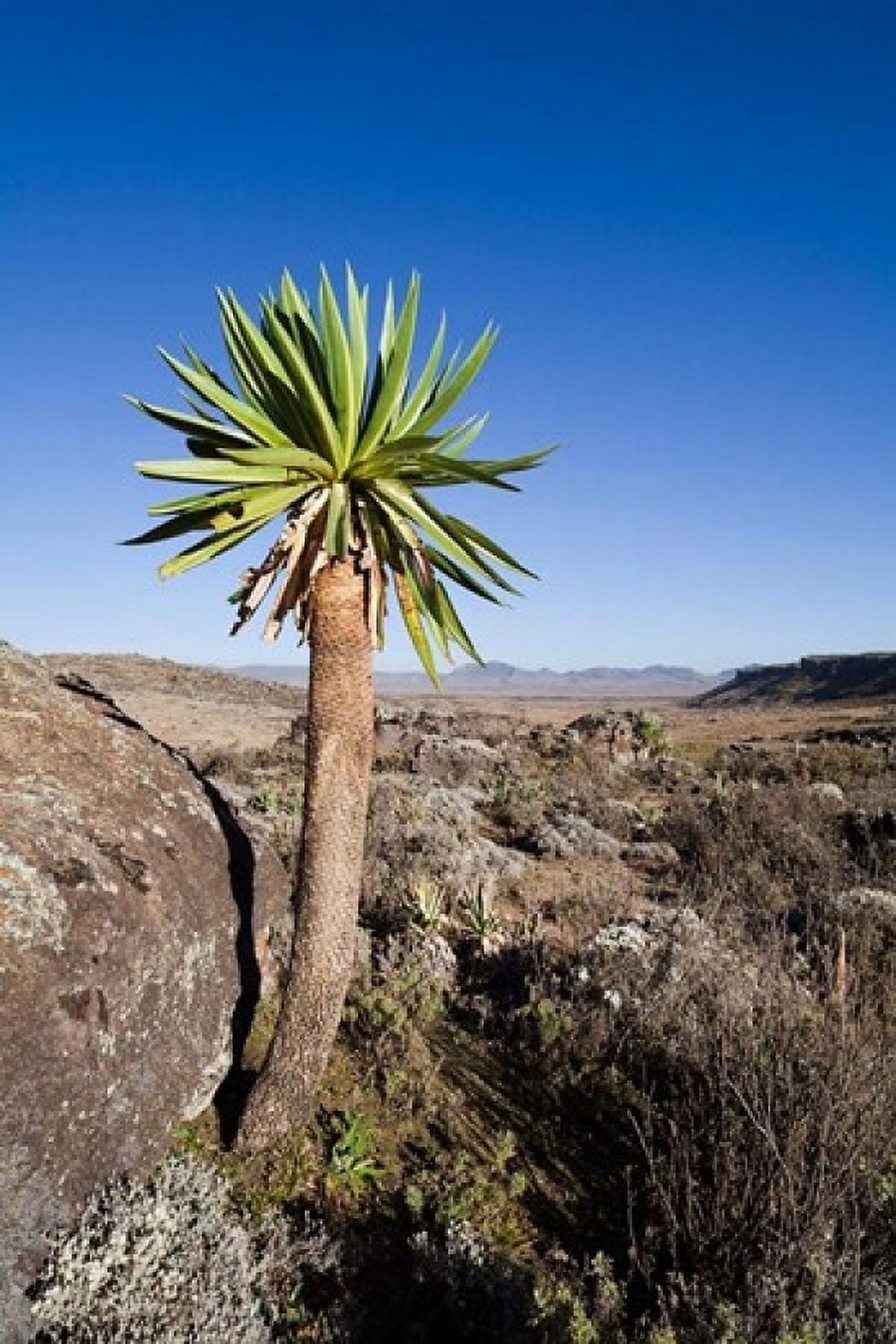 Giant Loebelia Bale Mountains Ethiopia Canvas Art - Martin Zwick DanitaDelimont (18 x 24)