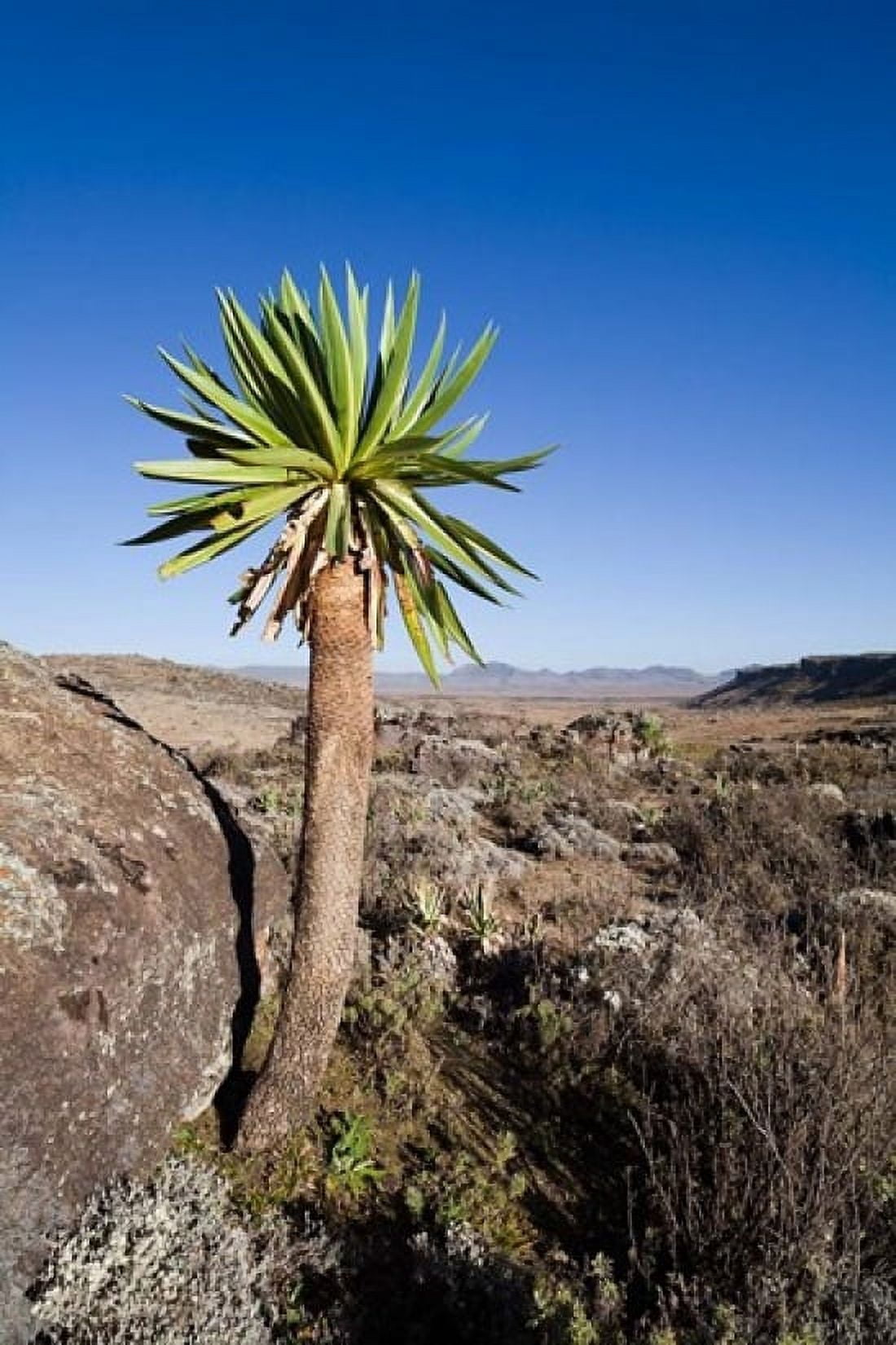 Giant Loebelia Bale Mountains Ethiopia Canvas Art - Martin Zwick DanitaDelimont (25 x 38)