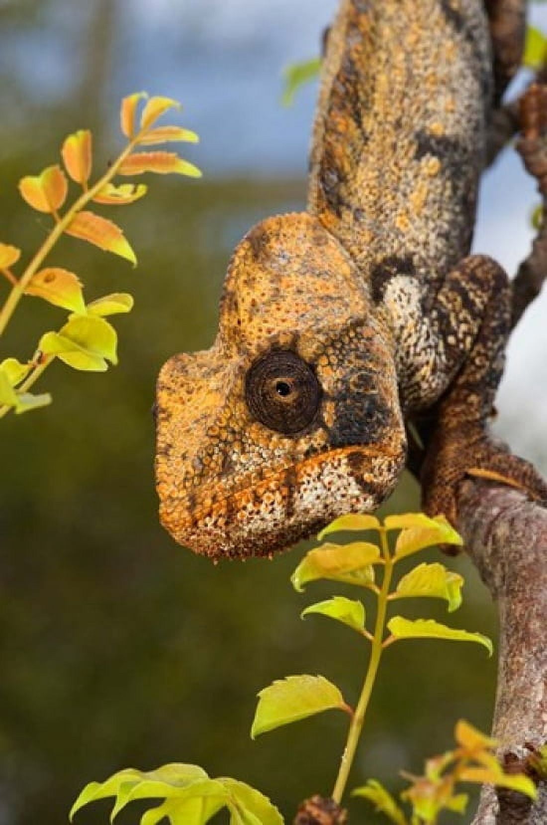 Giant Madagascar or Oustalets Chameleon Montagne des FranIais Reserve Antsiranana Northern Madagascar Canvas Art - Andres Morya Hinojosa DanitaDelimont (19 x 29)
